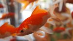 Temperature Settings for Homes with Aquariums