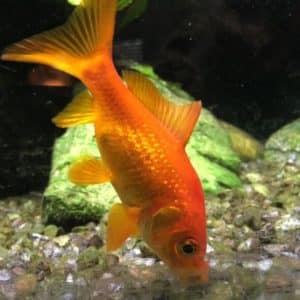 Do Goldfish Have Teeth? - Goldfish Care - Goldfish Info