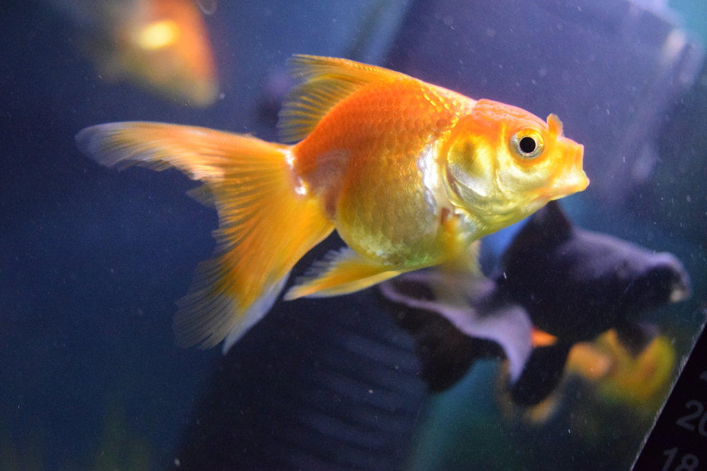 aquarium-fish-beauty-goldfish-organism-freshwater-aquarium