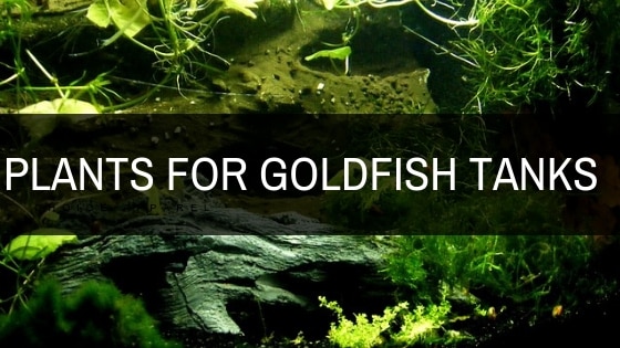 Plants For Goldfish - The Best Plants For Goldfish Tanks