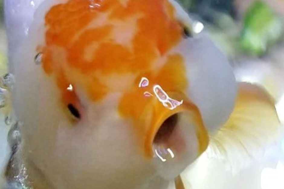 ranchu goldfish photo