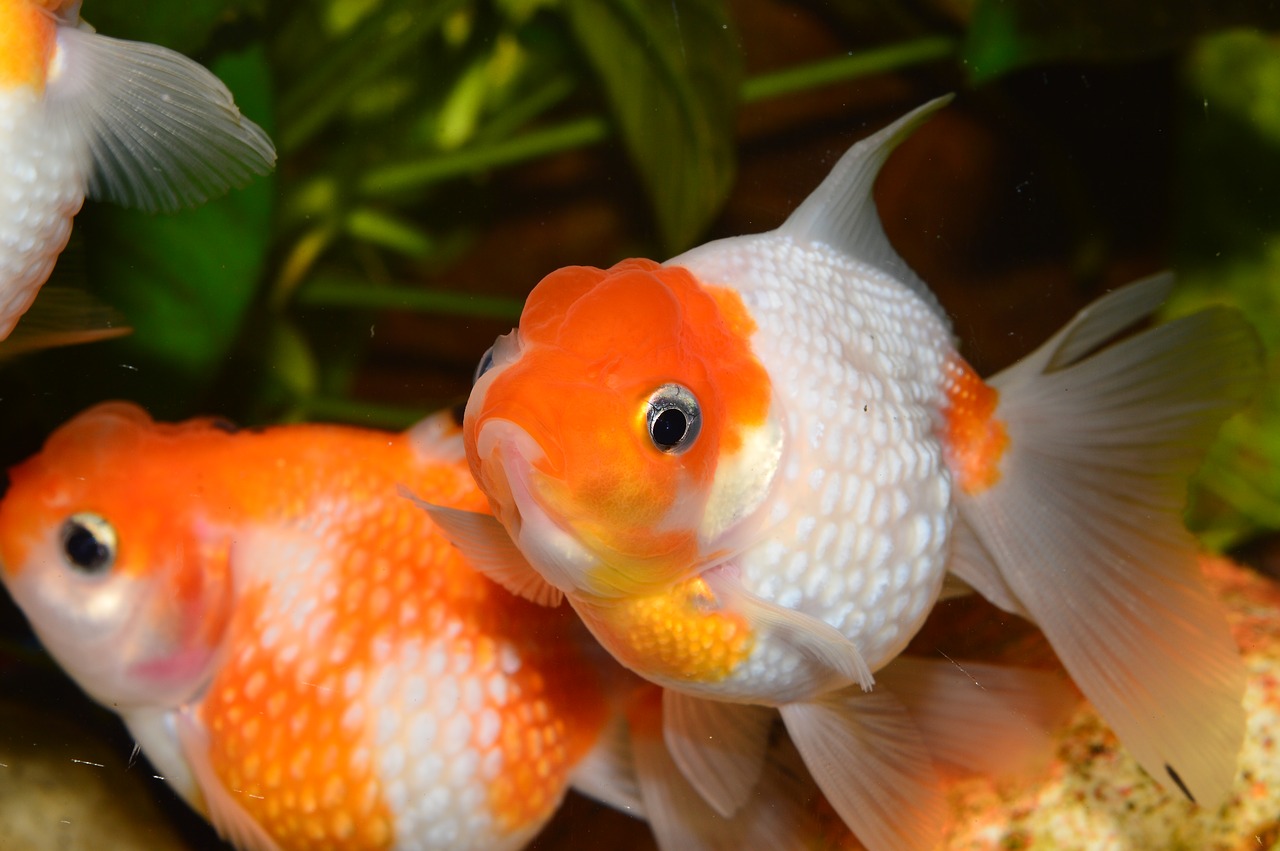 10 Mistakes Beginners Make With Goldfish - Fancy Goldfish - Goldfish