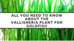 All You Need to Know About the Vallisneria Plant for Goldfish