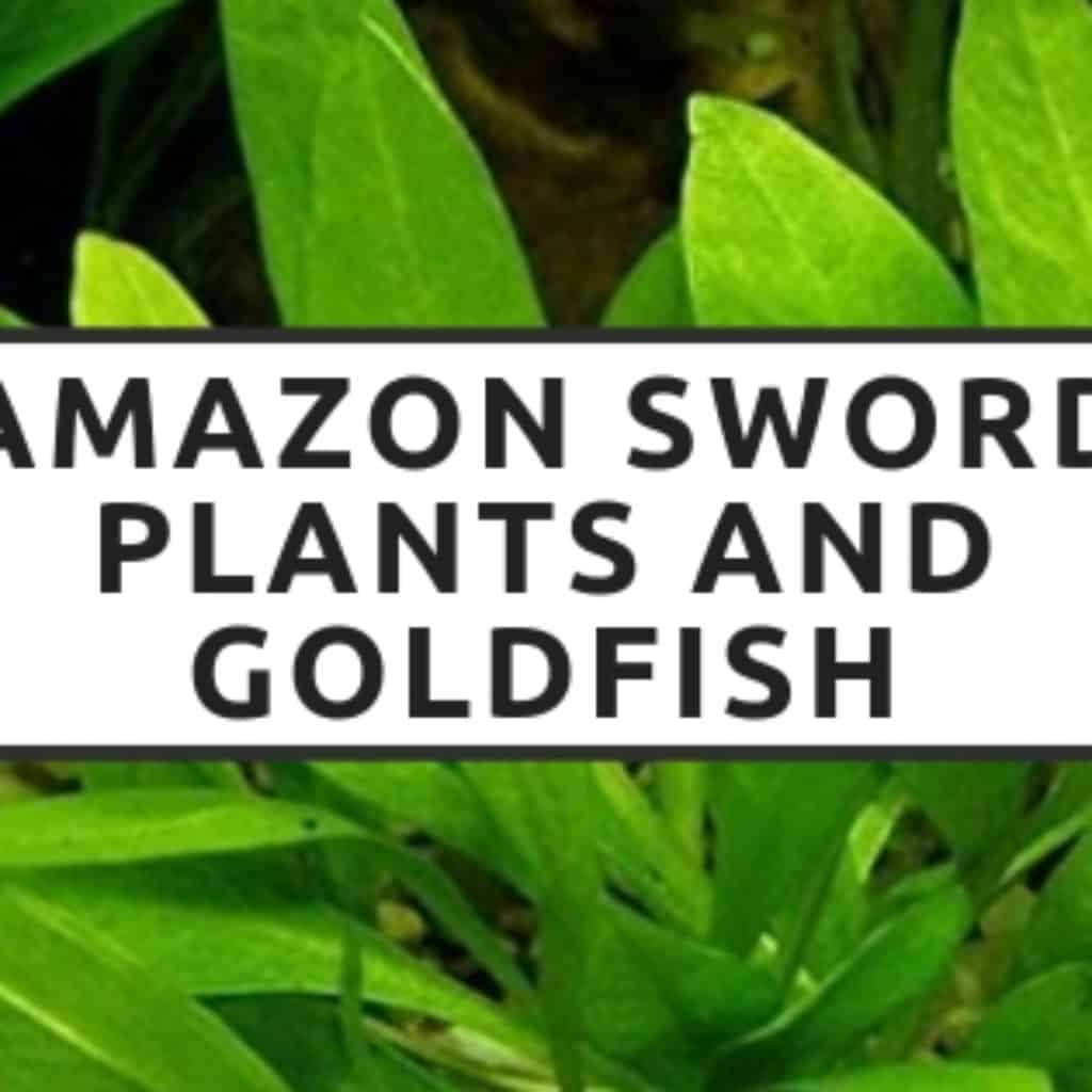 amazon sword plants and goldfish