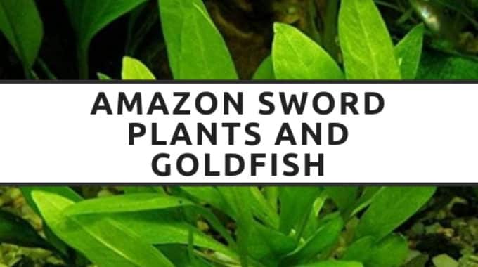 amazon sword goldfish