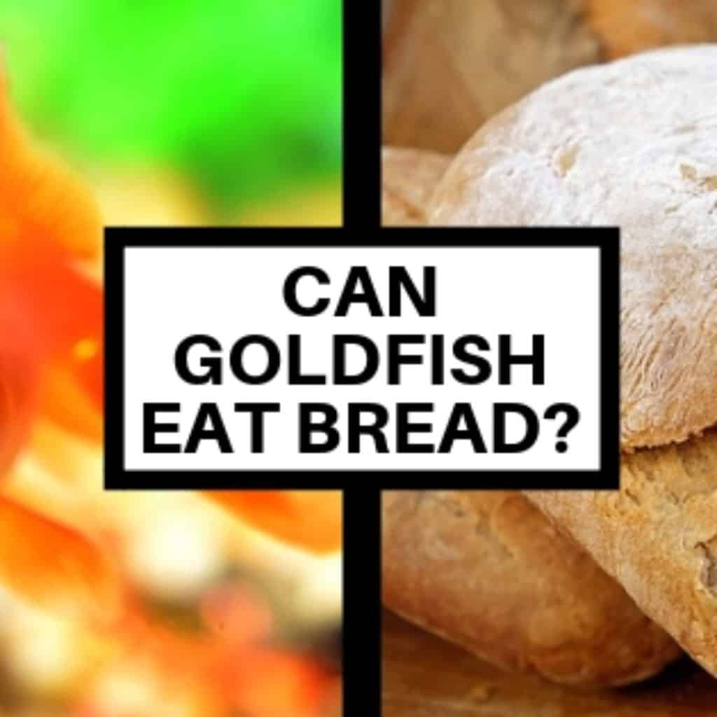 can goldfish eat bread
