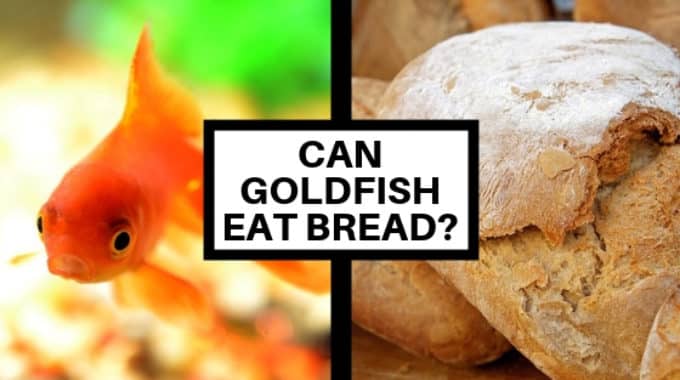 can goldfish eat bread