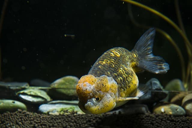 yellow and black goldfish