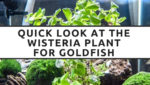 Let’s Take a Look at the Wisteria Plant for Goldfish!