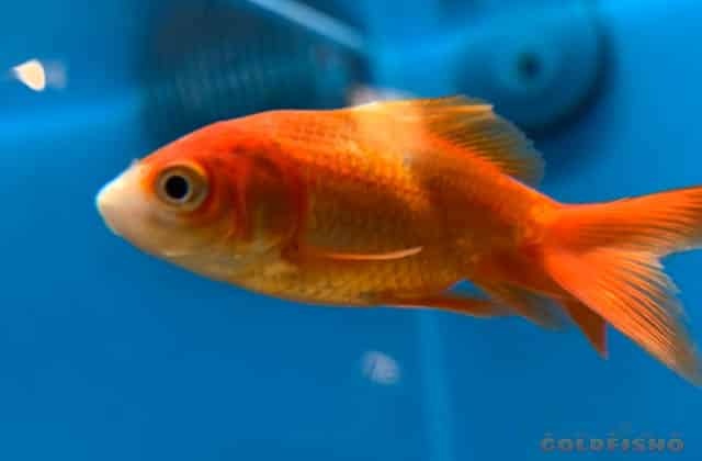 side view goldfish