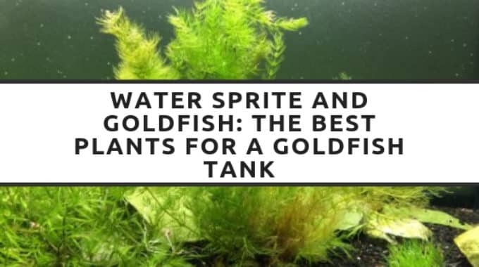 water sprite and goldfish the best plants for a goldfish tank