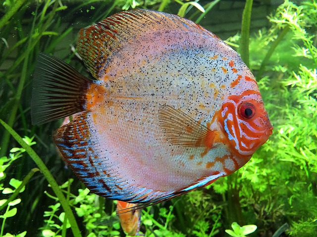 colorful discus fish close up