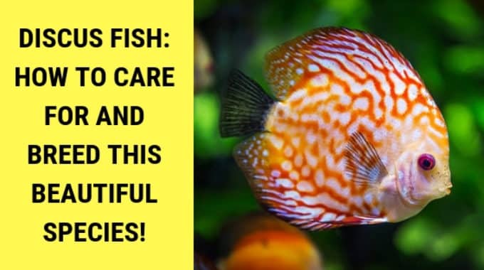 discus fish how to care for and breed this beautiful species