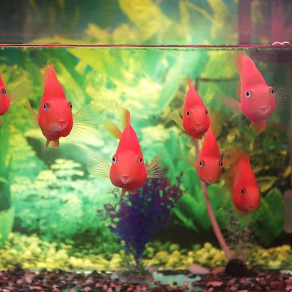 aquarium fish keeping mistakes 4 most common blunders you should avoid