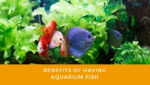 Benefits Of Having Aquarium Fish