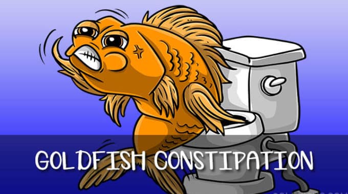 do goldfish get constipated