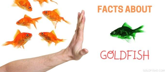 goldfish-facts-fun-facts-about-goldfish
