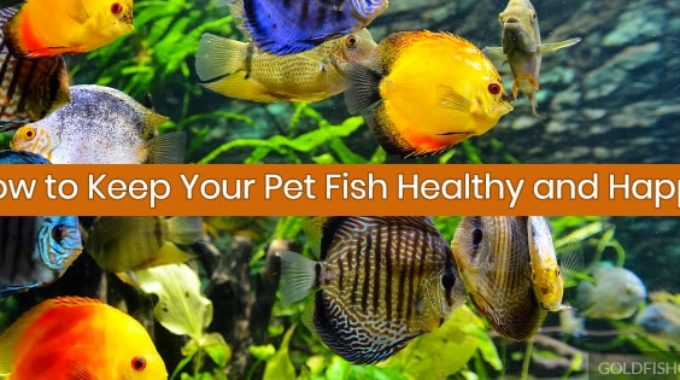keep fish healthy and happy