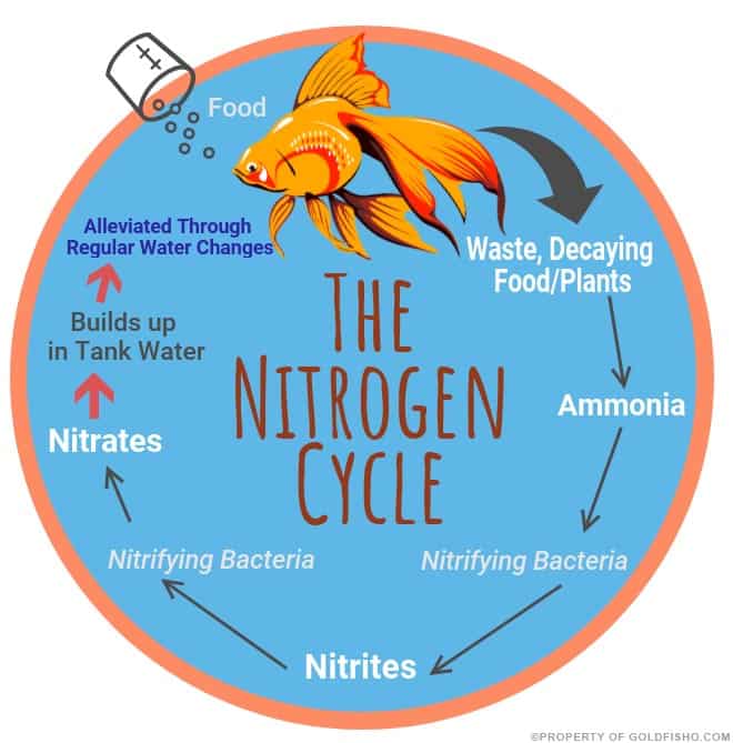 the aquarium nitrogen cycle