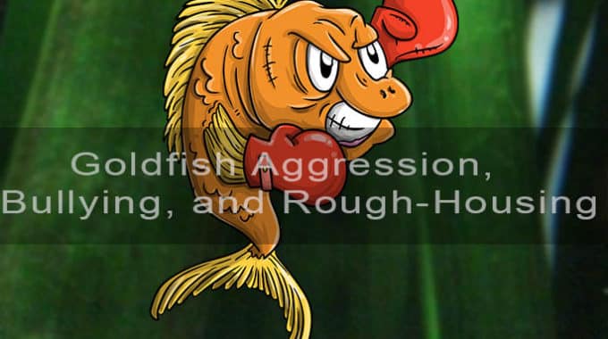 goldfish aggression