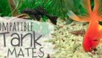 Compatible Tank Mates for Your Goldfish