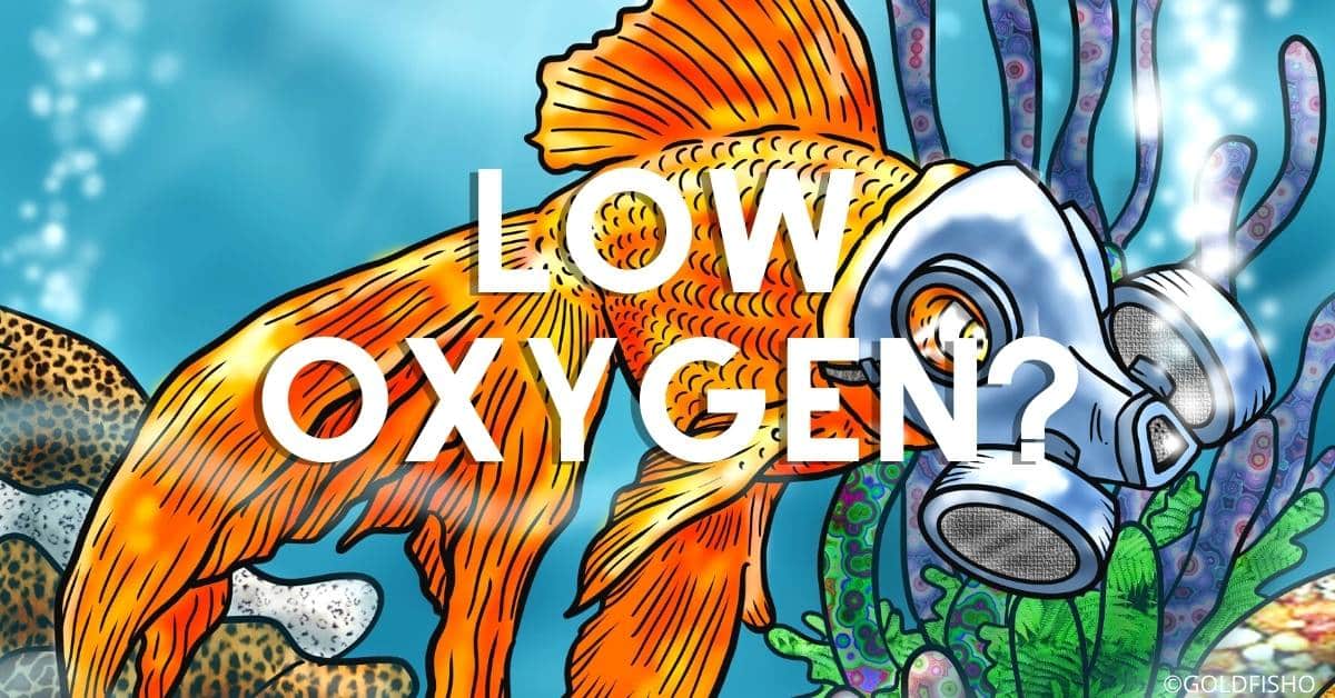 Signs Of Low Oxygen In The Aquarium Fancy Goldfish Goldfish Care